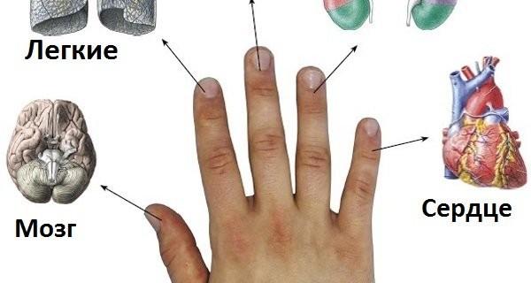 Каждый палец руки связан с двумя органами тела: японская 5-минутнаяметодика исцеления!
