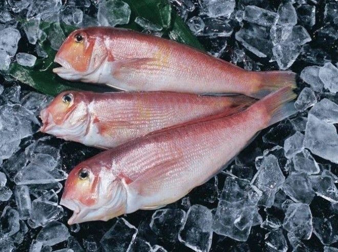 10 видов рыбы которую лучше вообще не употреблять