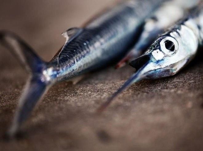 10 видов рыбы которую лучше вообще не употреблять