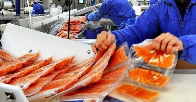 Рыба массового поражения Вся правда о норвежском лососе