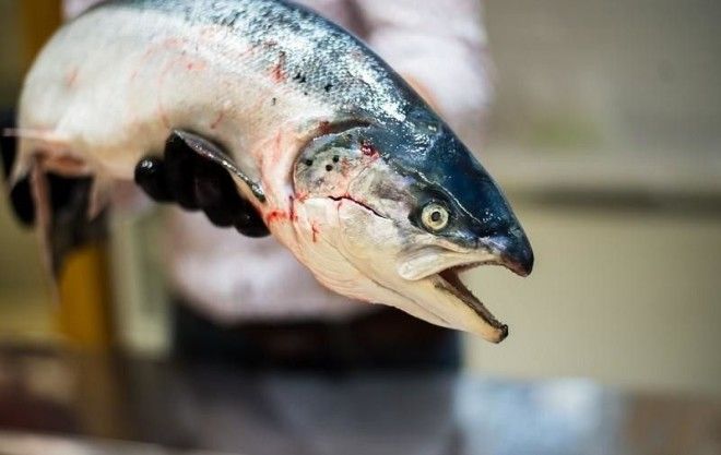 Рыба массового поражения Вся правда о норвежском лососе