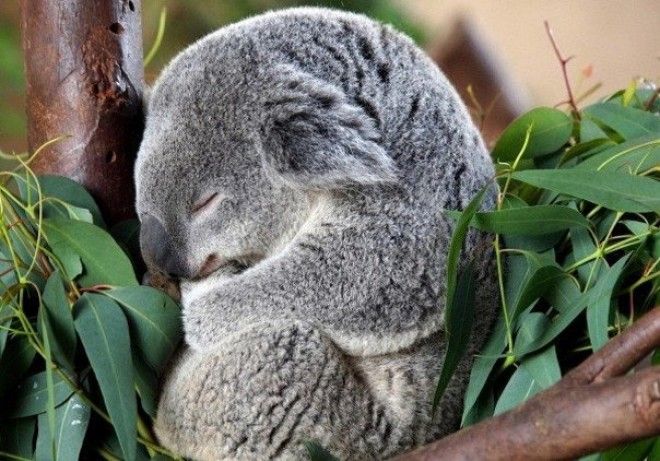 koala