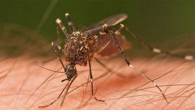 Спирт поможет успокоить зуд от укусов комаров. 