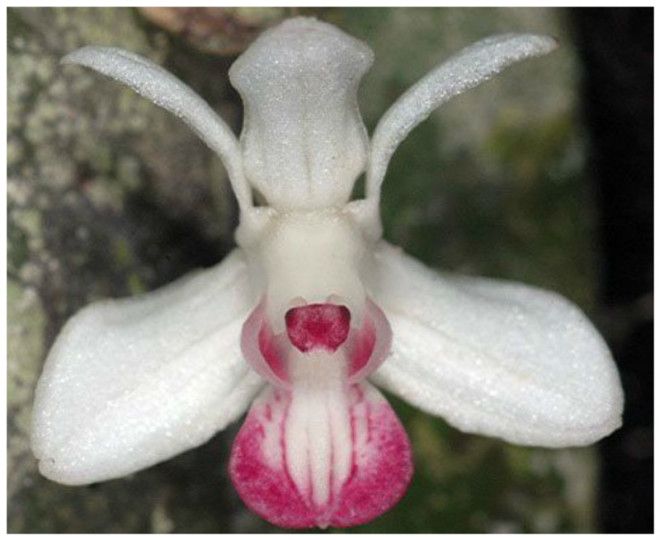 OrchidMimicry экзотическая новая орхидея обнаруженная в 2010 году в ПапуаНовой Гвинее интересное красота орхидеи флора цветы