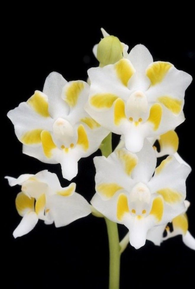 Phalaenopsis pulcherrima интересное красота орхидеи флора цветы