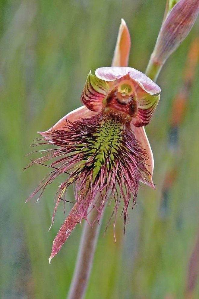 StrapBeardOrchid Calochilus paludosus интересное красота орхидеи флора цветы