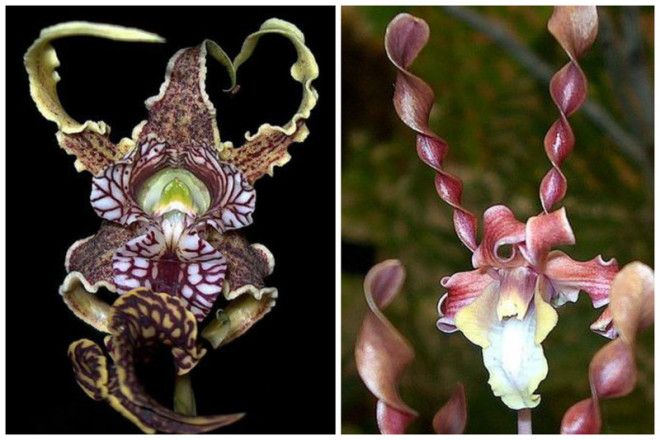 Dendrobium spectabile flower и Dendrobium Helix Orchid интересное красота орхидеи флора цветы