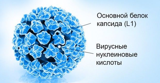 папилломавирус виды