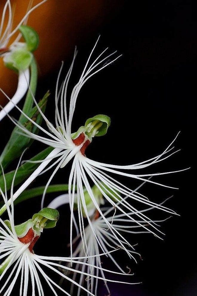 Еspecies exoticas de orquideas интересное красота орхидеи флора цветы