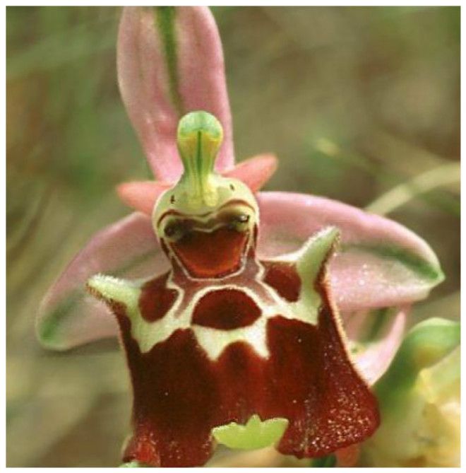 Ophrys apulica интересное красота орхидеи флора цветы