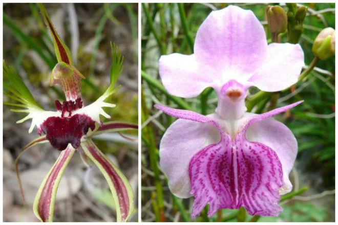 Spider Orchid Caladenia longicauda и Orchid Vanda Amy интересное красота орхидеи флора цветы