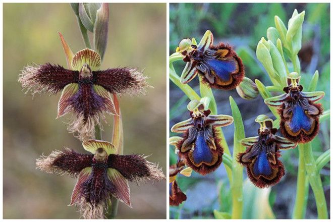 Mutant PurpleBeardOrchid и BeeOrchid интересное красота орхидеи флора цветы