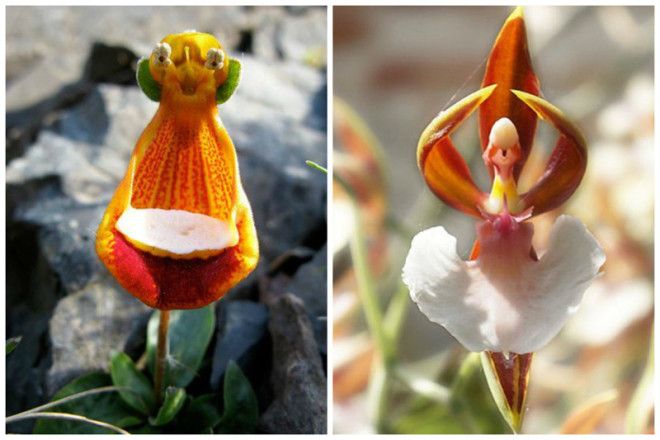 Calceolaria uniflora Aliengena feliz и ballerina orchid интересное красота орхидеи флора цветы