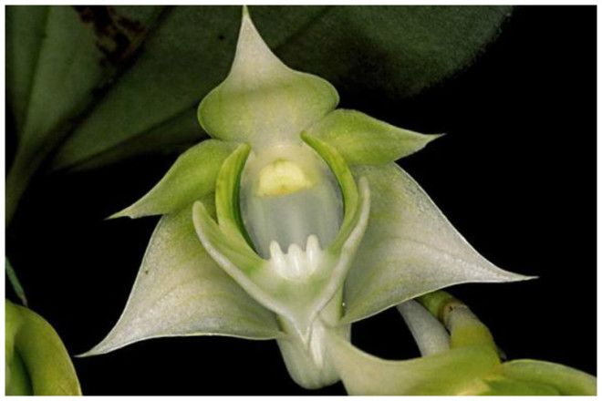 Dendrobium Punamense интересное красота орхидеи флора цветы