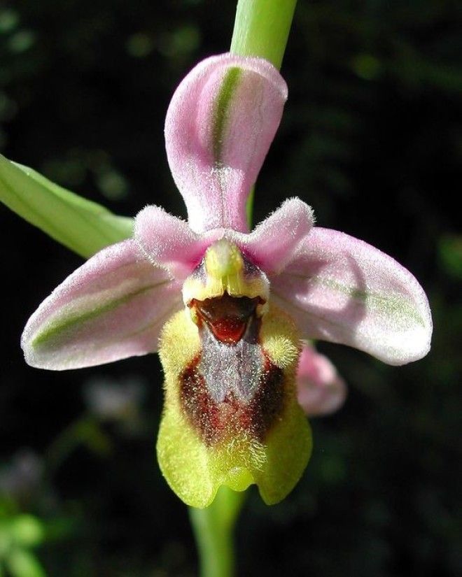 Ophrys Tenthredinifera интересное красота орхидеи флора цветы