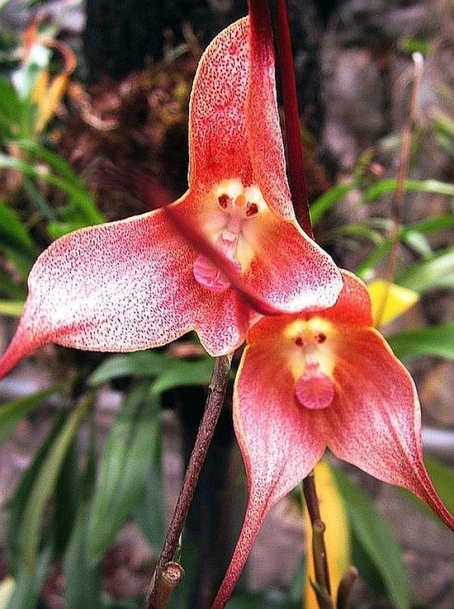 Monkey Orchids Dracula gigas or D simia интересное красота орхидеи флора цветы