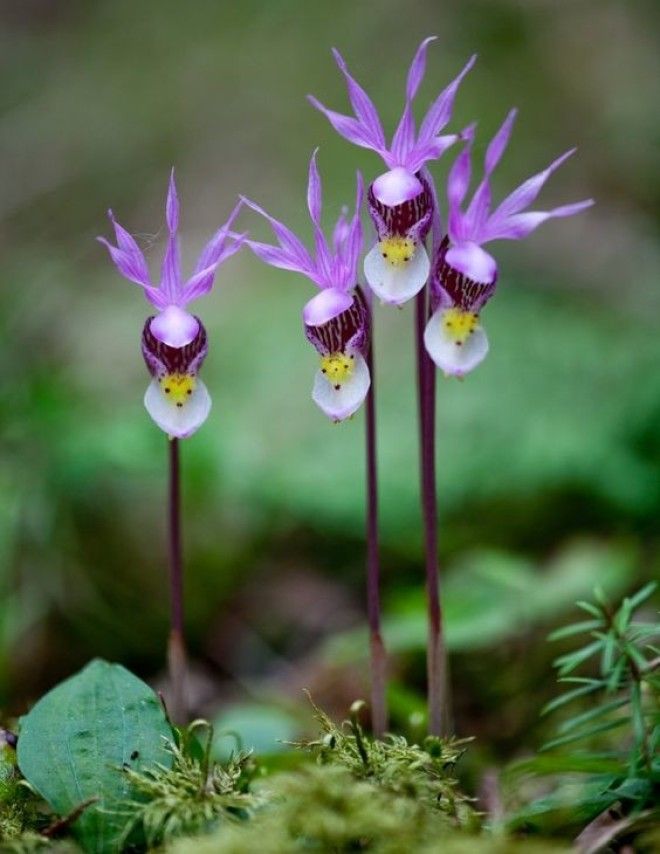 Calypso Orchids by Joe Fierst интересное красота орхидеи флора цветы