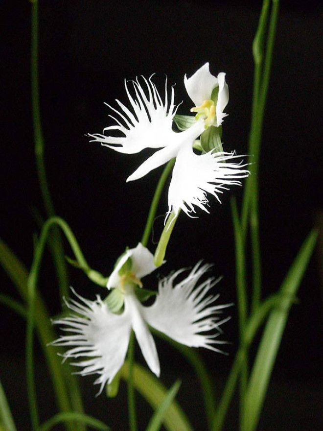 Orqudea GaraBranca Habenaria radiata интересное красота орхидеи флора цветы