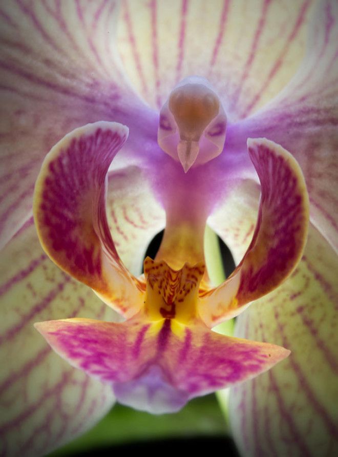 Orqudea Mariposa Phalaenopsis интересное красота орхидеи флора цветы