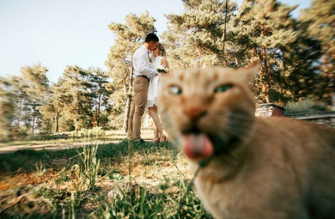 Коты, которые очень хотели попасть в кадр животные, кадр