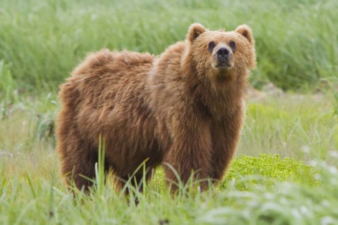 Отсасывать ли яд змеи из раны И еще 6 мифов препятствующих выживанию