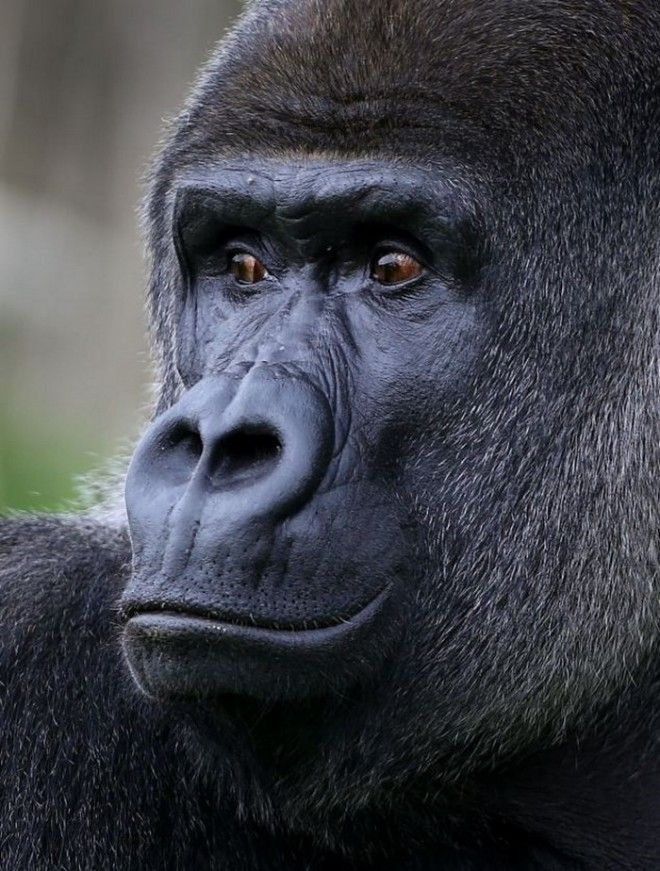 Туристы со всего мира приезжают посмотреть на самца гориллы