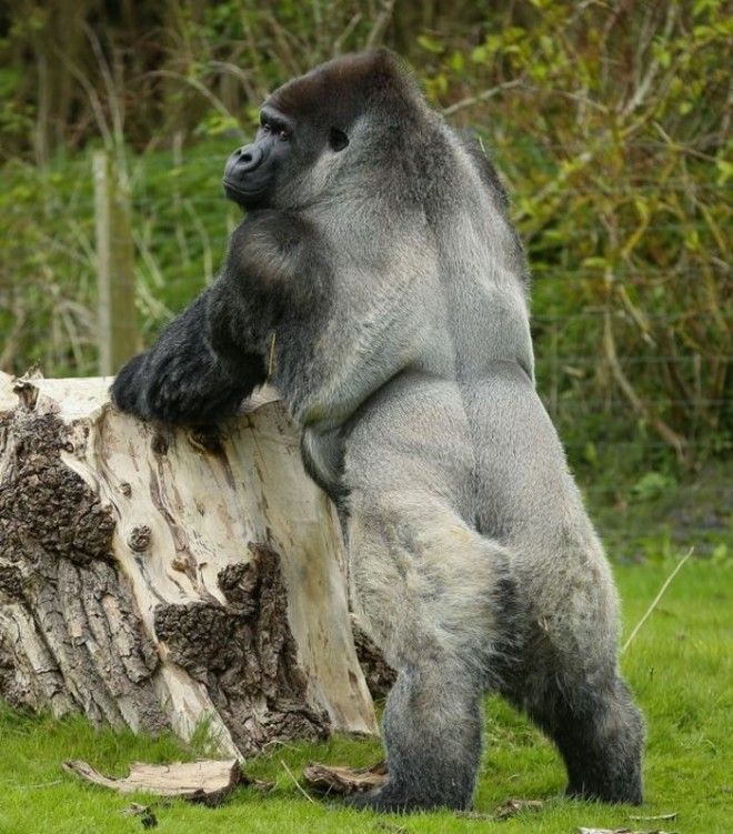Туристы со всего мира приезжают посмотреть на самца гориллы