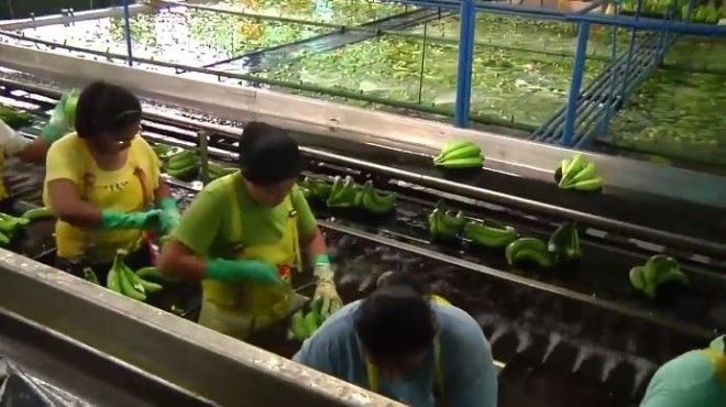 Вот как бананы попадают с плантаций на полки супермаркетов! Вот, что именно Вы потребляете ежедневно!
