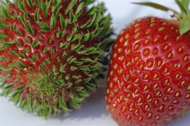 16 фруктовмутантов от которых у вас пойдут мурашки по коже 