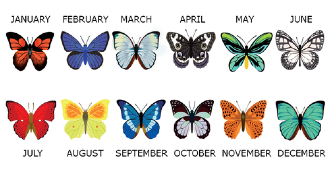 Выберите бабочку месяца своего рождения и узнайте о себе чуточку больше