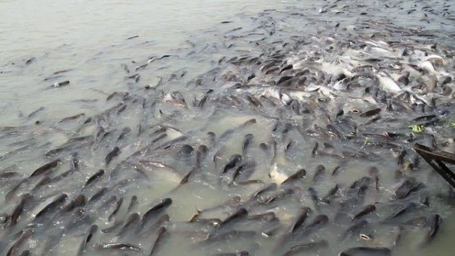 вредная рыба из вьетнама