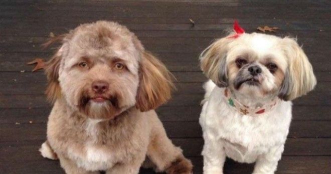 Эта собака напугала весь Интернет потому что у нее человеческое лицо