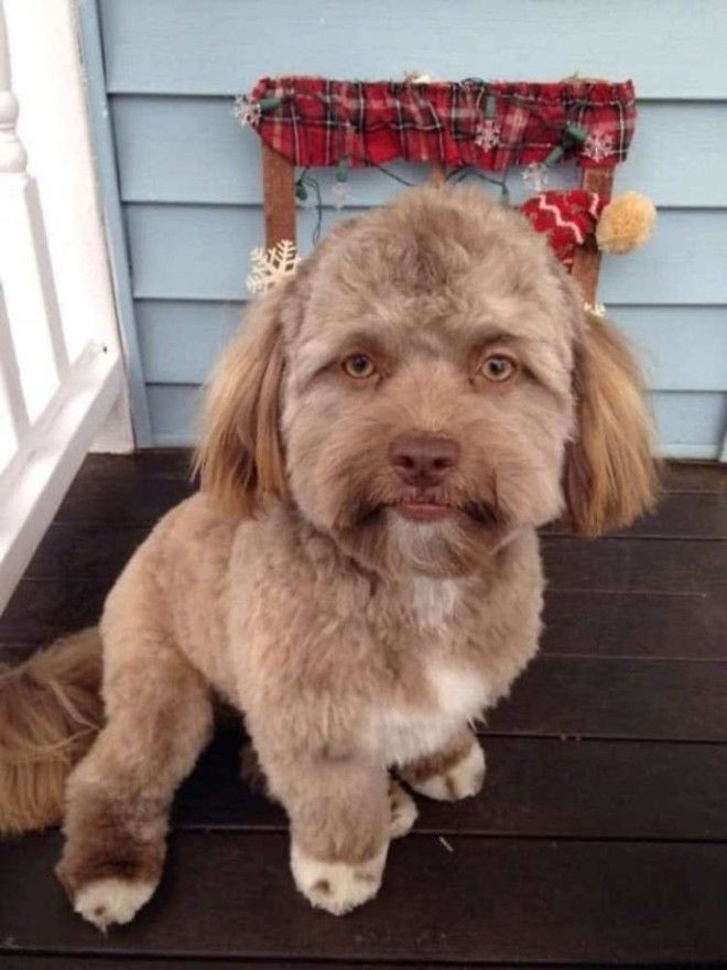 Эта собака напугала весь Интернет потому что у нее человеческое лицо