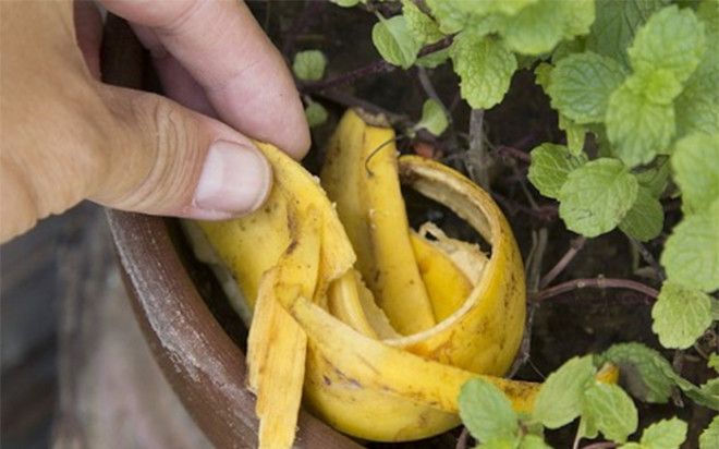 Банановая кожура для комнатных растений
