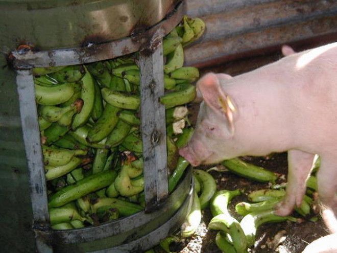 Банановая кожура для сельхоз животных