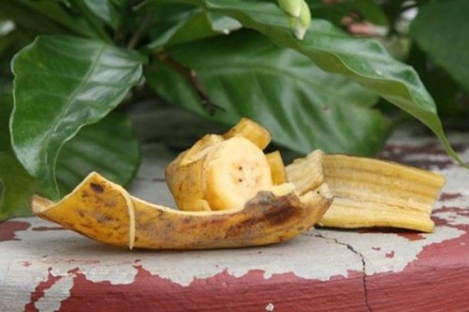 Банановая кожура против муравьёв и тли