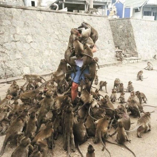 19 Фото с обезьянками безнадежность конфуз невезение неприятность плохой день
