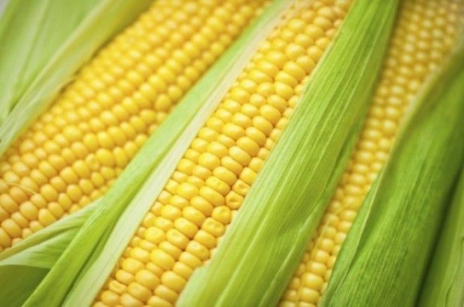 Как правильно варить кукурузу полезные советы