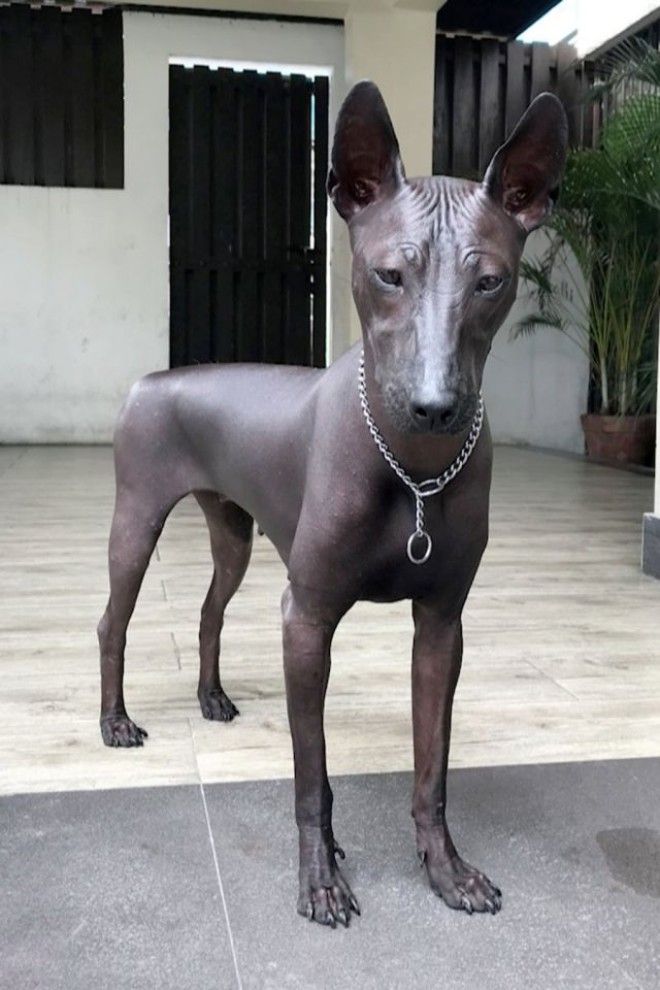 Собака или статуя Внешность этой собаки вызвала резонанс в Сети