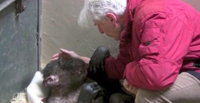 Старая умирающая шимпанзе ничего не ела пока не услышала голос своего друга
