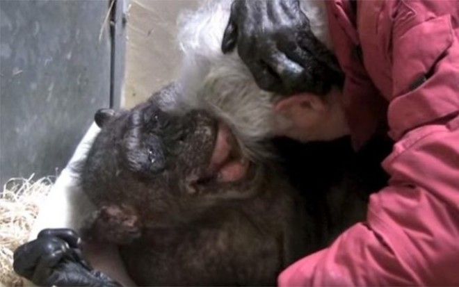 Старая умирающая шимпанзе ничего не ела пока не услышала голос своего друга