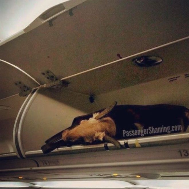 Стюардесса на протяжении 7 лет фотографировала самых безумных пассажиров