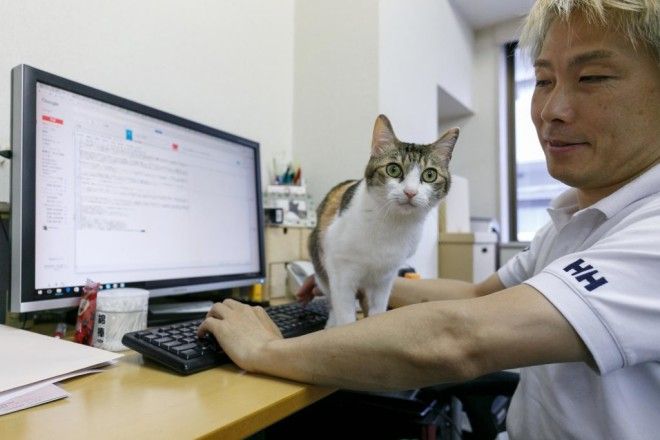 Мягкий антидепрессант В Японском офисе стали работать кошки