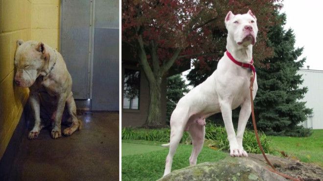 30 фото домашних животных до и после того как их усыновили