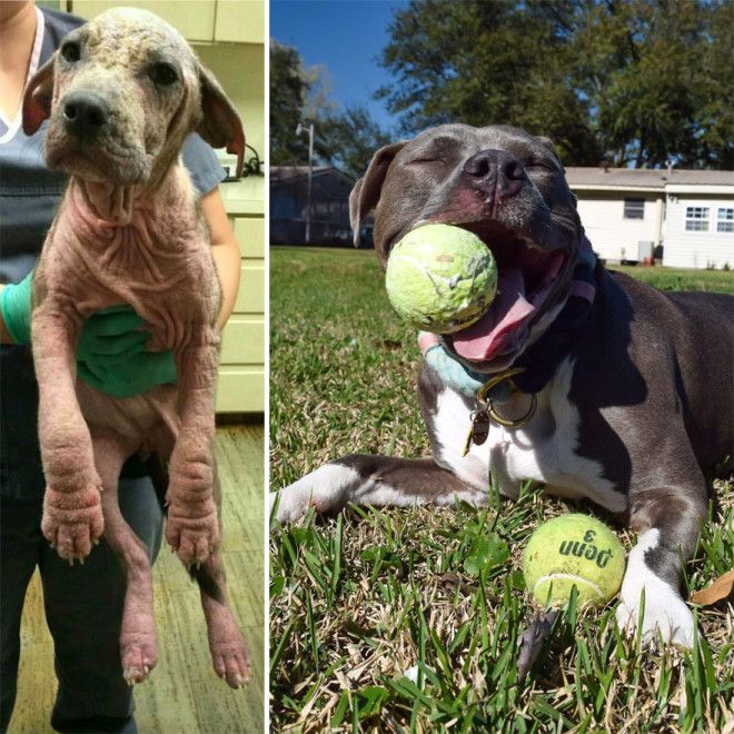 30 фото домашних животных до и после того как их усыновили