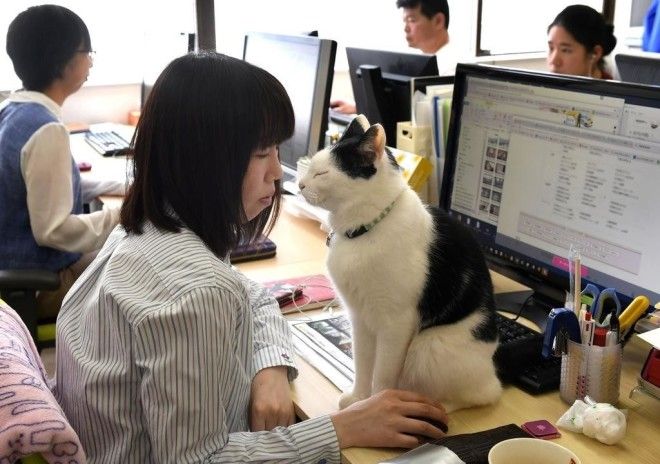 Мягкий антидепрессант В Японском офисе стали работать кошки