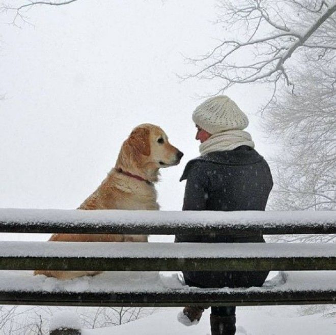 25 раз, когда собаки показали, что такое настоящая безусловная любовь