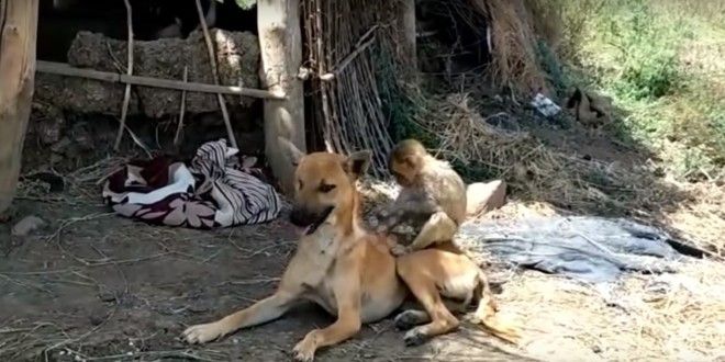 В Индии собака усыновила маленькую обезьянку и теперь они неразлучны