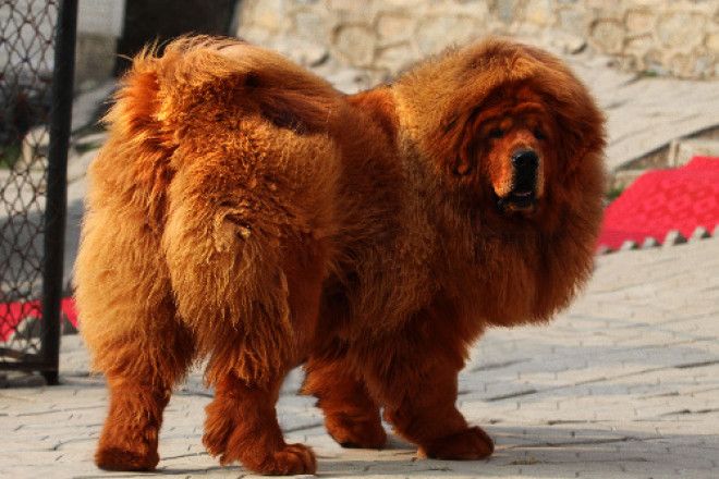 Вот как выглядит самая дорогая собака в мире. USD1,5 млн за одного щенка!