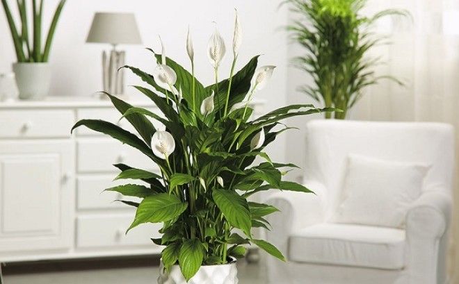 6 комнатных растений, которые избавляют от стресса и очищают воздух